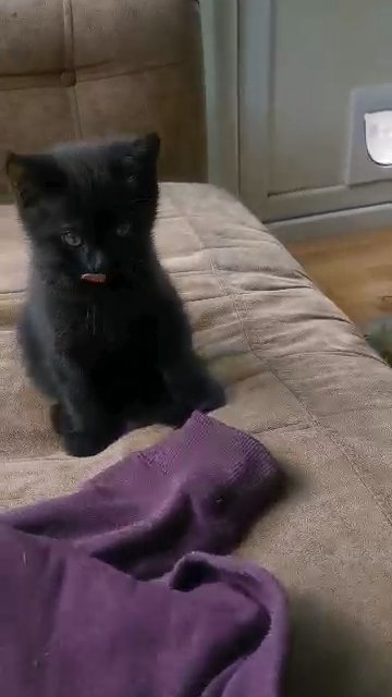 British Shorthair boy
