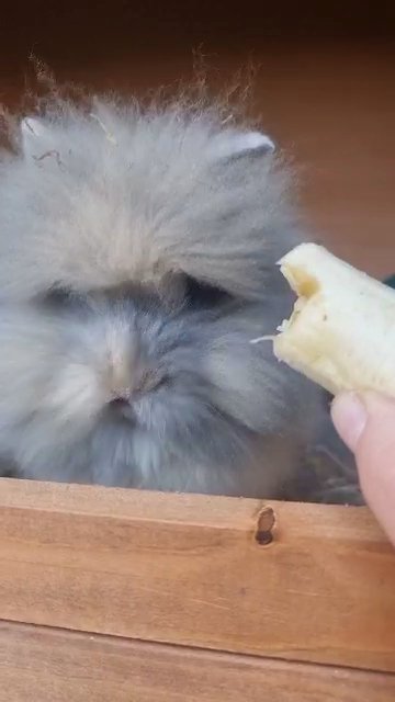 pkc licensed double maned lionheads