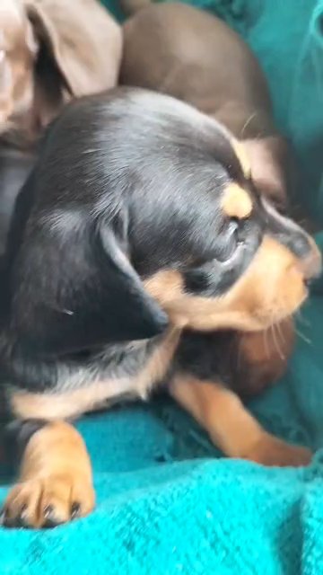 Show quality Miniature Dachshund