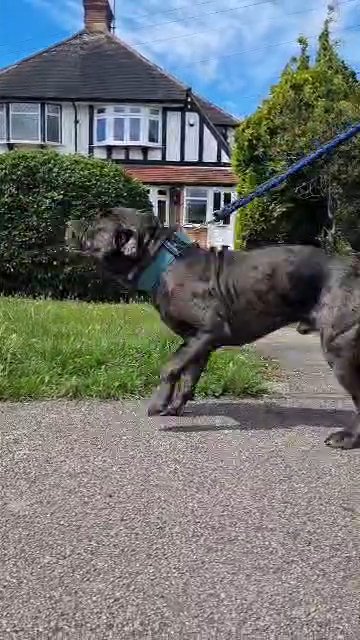 Blue Merle Bandog FOR STUD!