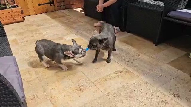 reduce french bulldog