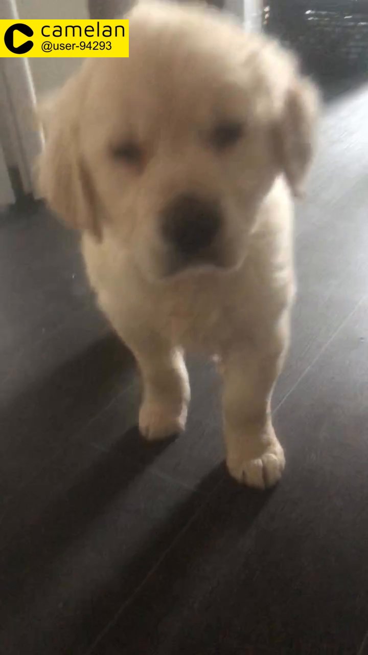 Golden retrievers
