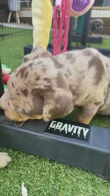 Wolly Bulliez Play time