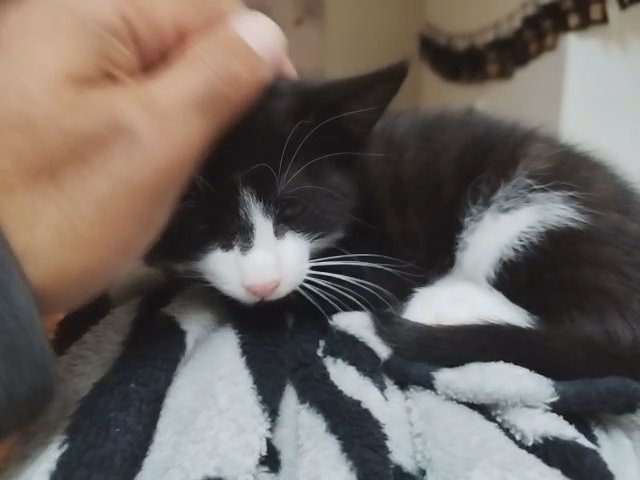 9 weeks old male Kitten Boy cute playful friendly