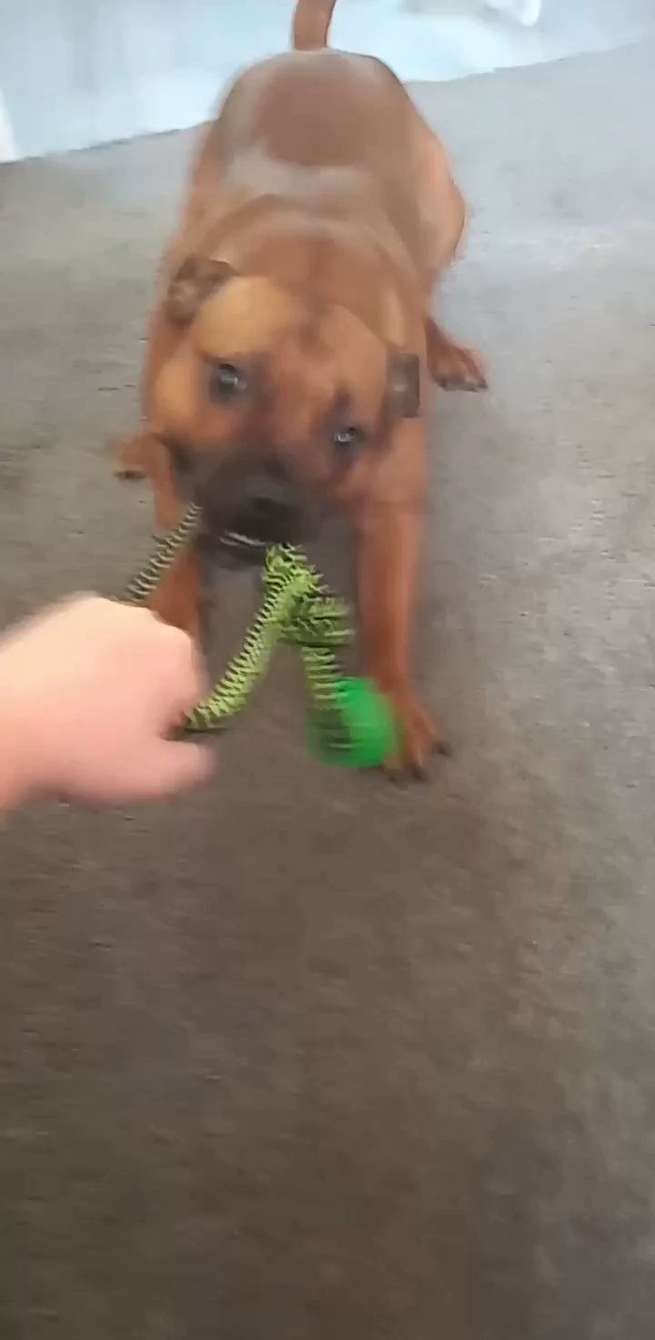 red staffie stud