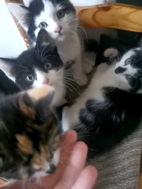 Cute kitties looking for loving homes
