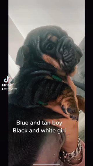 Blue And Tan Bulldog