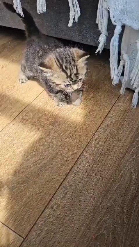 Stunning Scottish Fold/BSH Kitten for Sale