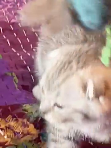 PAIR FOR £1000 SINGLE £600 Scottish Fold Kittens For Rehoming