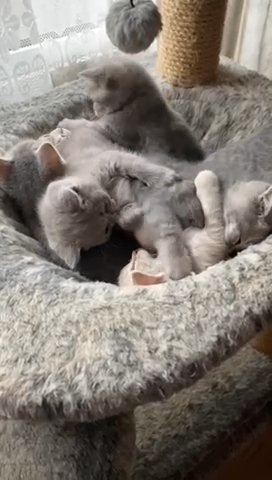 All Sold World Champion? BloodLine British Short Hair Kittens BSH British Blue