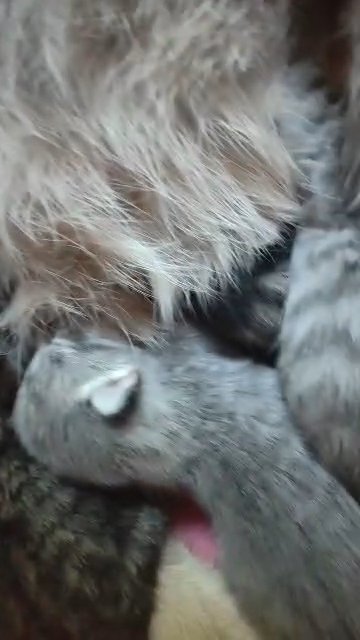 beautiful kittens for sale