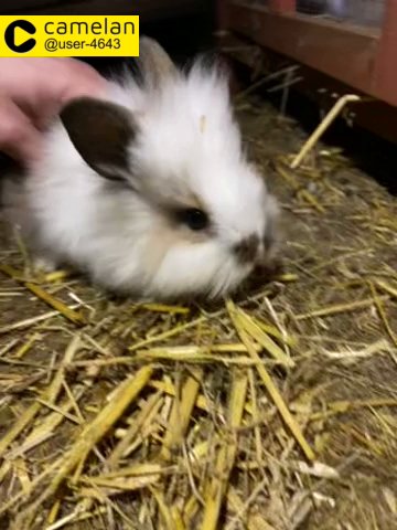 Lionhead purebred double mane!