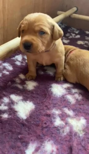 Dark Fox Red Labradors. Bred by a Vet