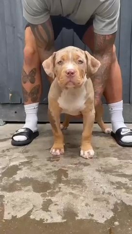 Chocolate Tri Merle male 1 of 1 in ?