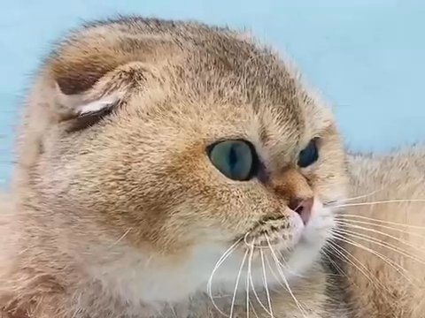 For pets or Breeding! Golden Scottish Fold Girl !