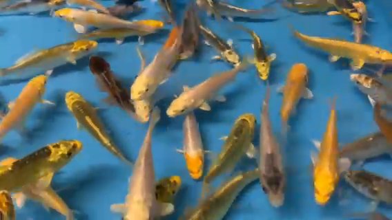 koi carp/ pond fish