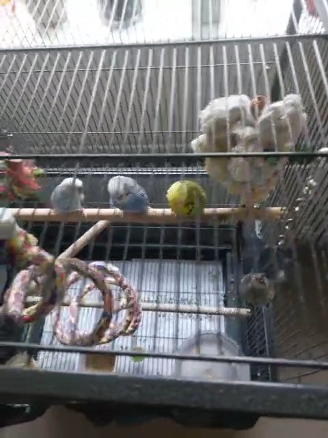 Budgerigars