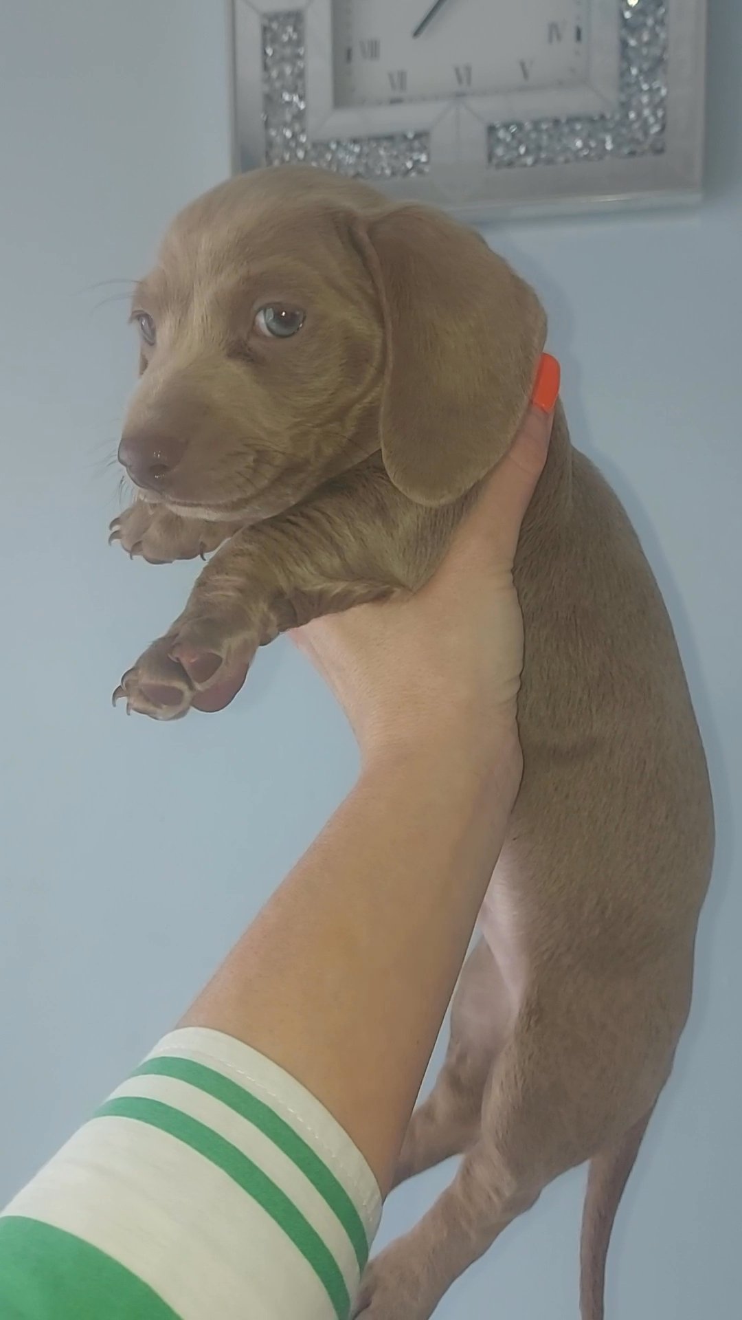 male minature dachshund