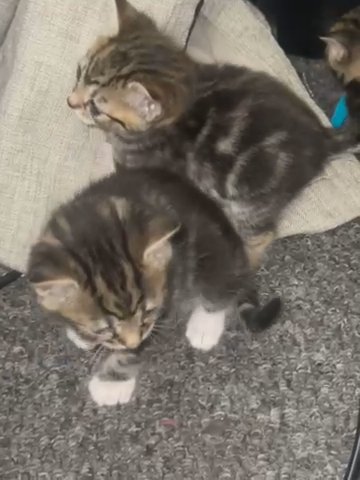 TABBY KITTENS READY TO LEAVE