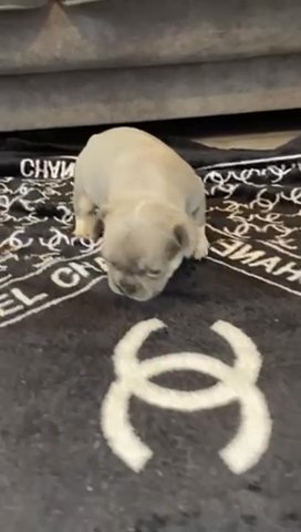 French Bulldogs