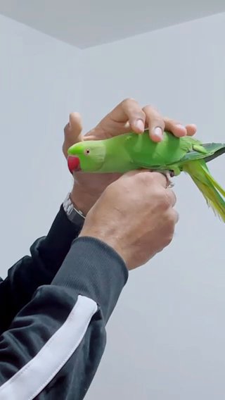 Beautiful Indian ring neck talking parrot