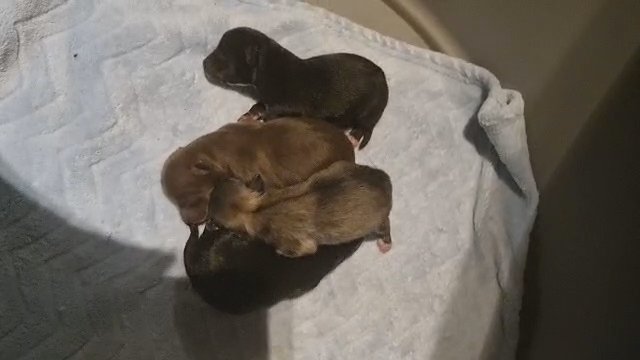 Pomeranian/Chihuahua  fluffy  puppies for ready now sale