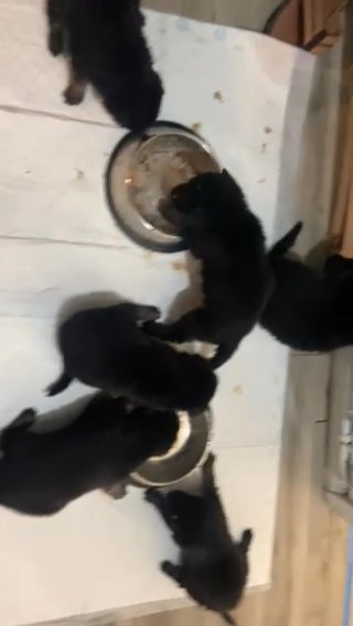 Working German Shepherd Puppies