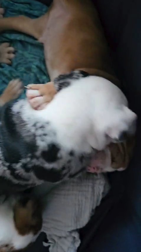 8 Purebred English Bulldogges for Sale