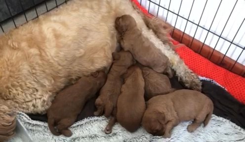 Gorgeous F2B fox red Cockapoo puppies