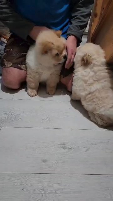 TEDDY BEAR CHOW CHOW