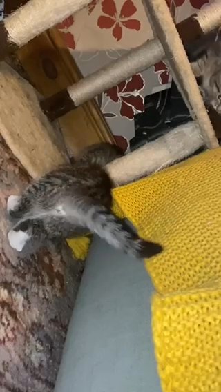 kittens at play