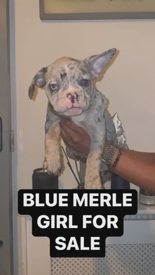 BEAUTIFUL BLUE MERLE FRENCH BULLDOGS FOR SALE