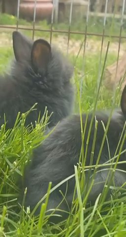 Rabbits