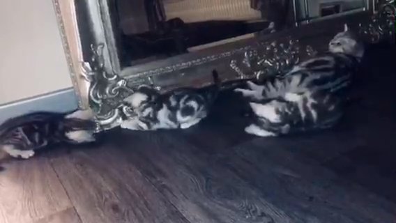 Chunky silver kittens for sale