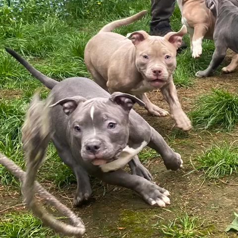 American Pocket Bully