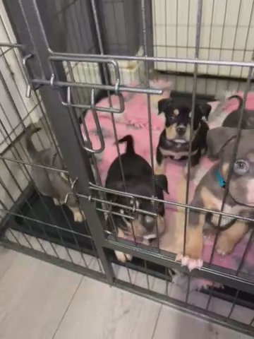 Pocket Bully’s Now Ready To Leave