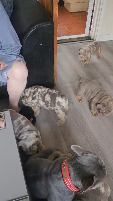 English bulldogs