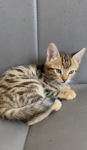 Bengal Kittens For Sale