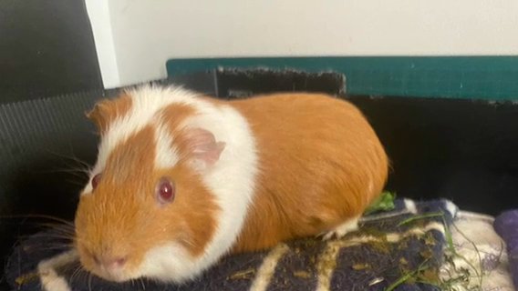 Single Male Guinea Pig Called Pumpkin
