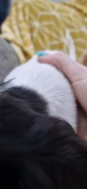 5 Beautiful Long haired cavalier king charles Cross puppies