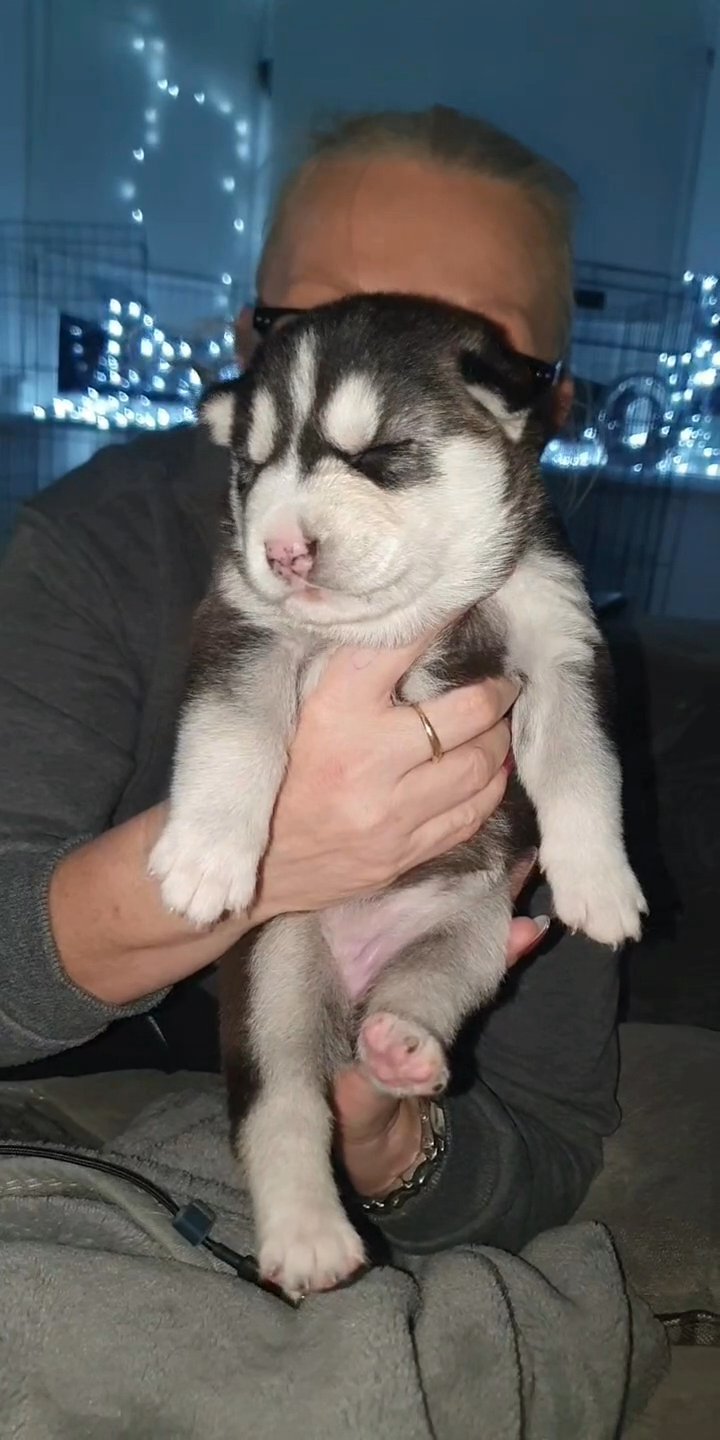 5 husky puppies