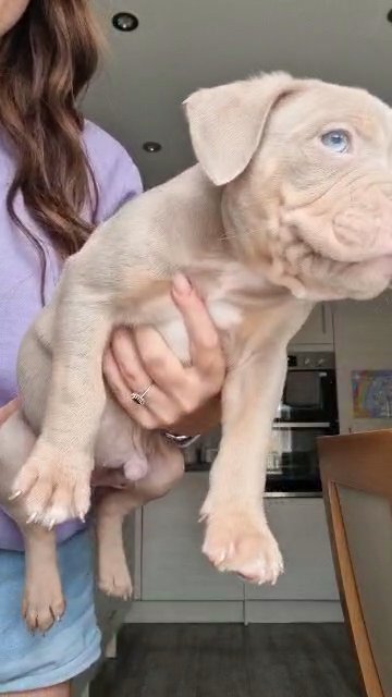 ABKC MALE POCKET BULLY