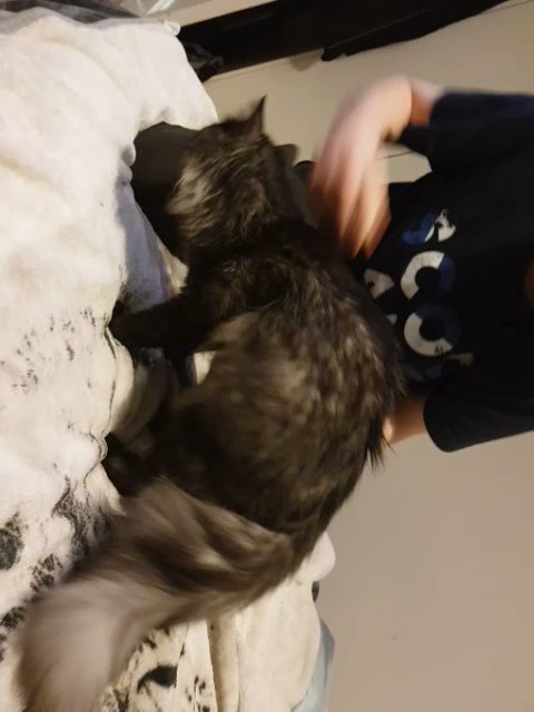 Smokey black Siberian Male