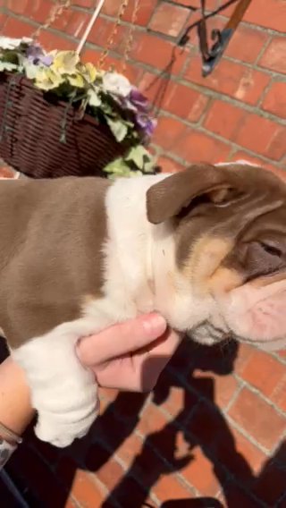 Chocolate Tri English Bulldog Male