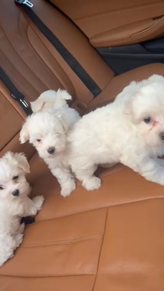 Purebred Bichon Frise