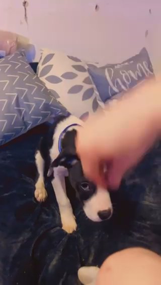 Staffordshire Bull Terrier Cross American Bulldog