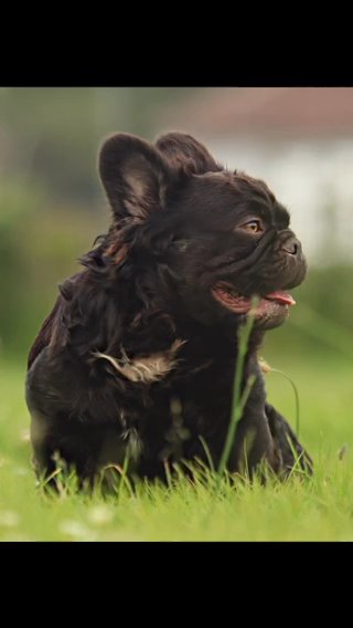 TOTALLY TEDDY (For Stud)