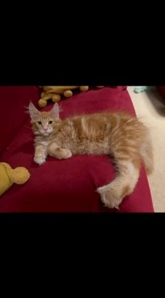 Maine Coon
