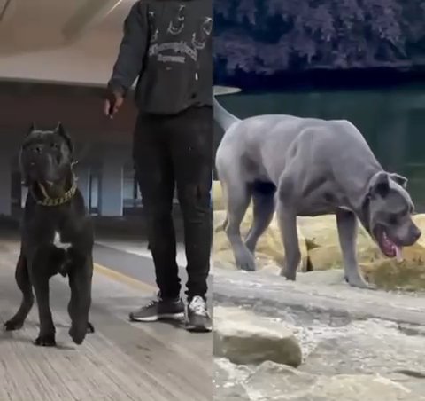 ABKC Champion Bloodline Cane Corso Puppies