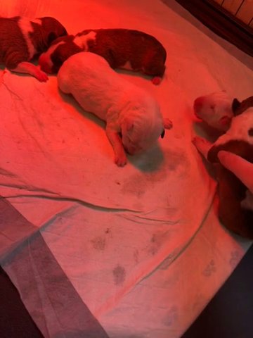 English Bull Terriers Just Born